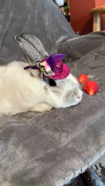 Enlarge Kora, a Adoptable Bunny Rabbit in Norwalk, CT video 4/4