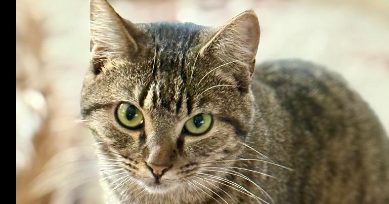 Cookie, Adoptable, Kitten Female Domestic Short Hair.