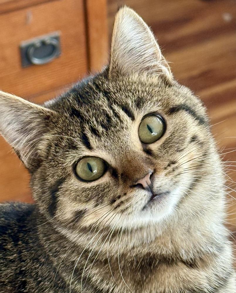 Sweet Pea, Adoptable, Kitten Female Domestic Short Hair.