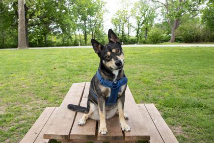 Foxy, Adoptable, Adult Female Shepherd & Cattle Dog.