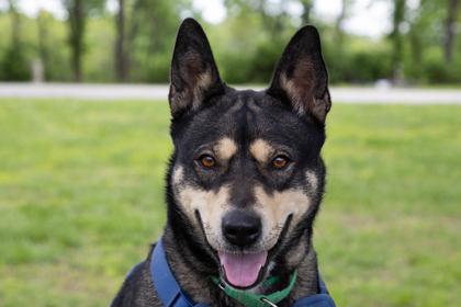 Foxy, a Adoptable mixed breed in Kansas City, MO image 2/3