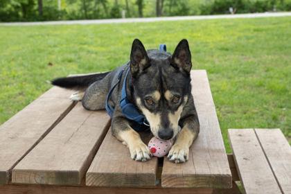 Foxy, a Adoptable mixed breed in Kansas City, MO image 3/3