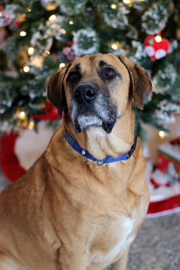 Enlarge Moose, a Adoptable mixed breed in Mclean, IL image 1/1