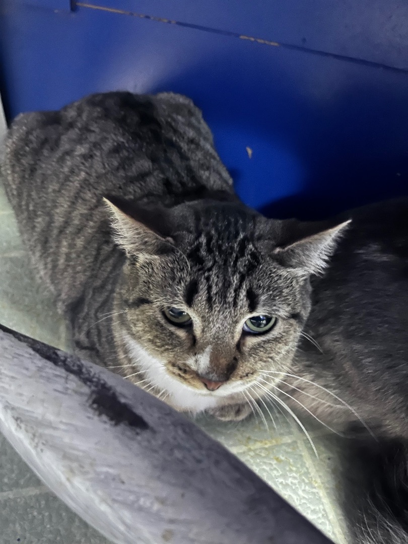 Fergus, an adoptable Domestic Short Hair in Log Lane Village, CO_image-1