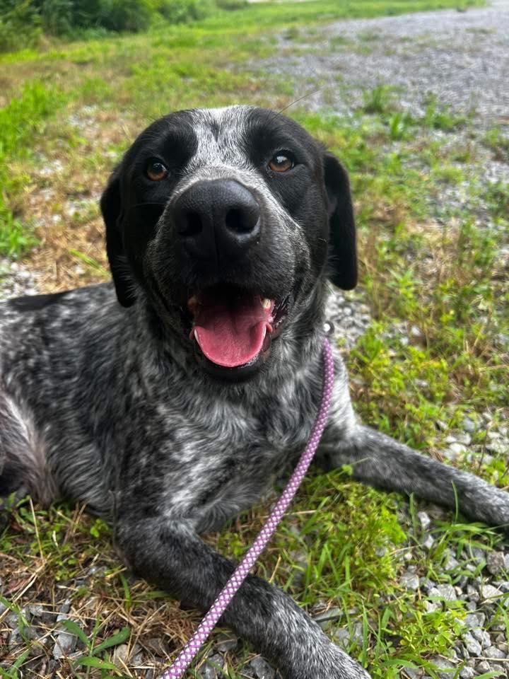 Taco, Adopted, Young Male Australian Cattle Dog / Blue Heeler & Cattle Dog.