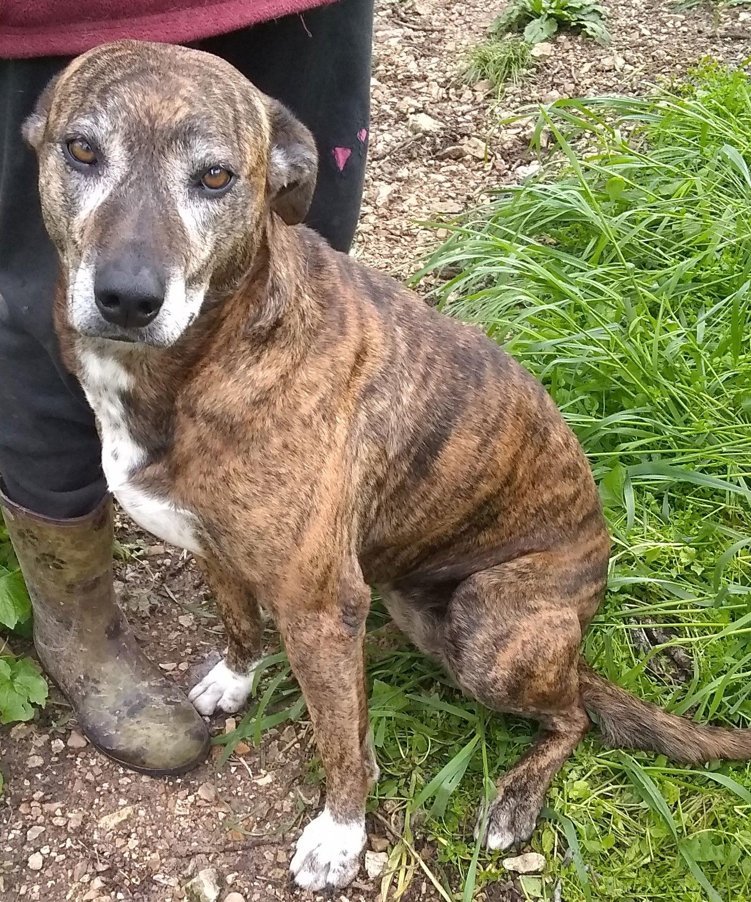Babe, Adoptable, Senior Female Hound.