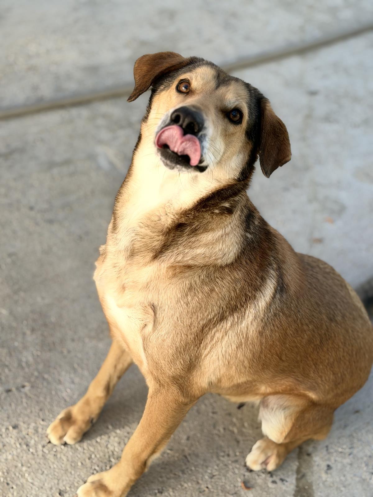 Moodonna, Adoptable, Adult Female Shepherd & Husky.