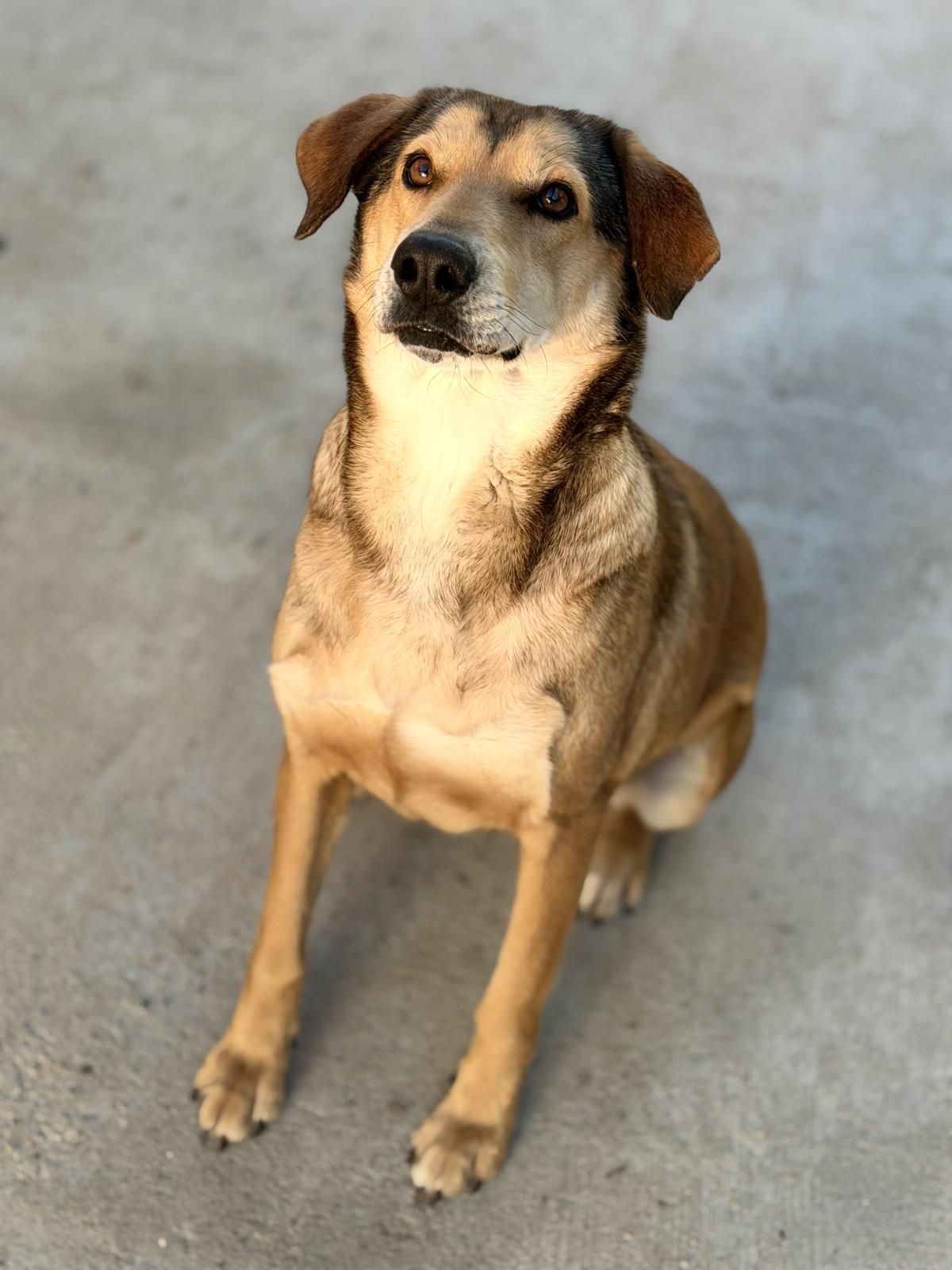 Enlarge Moodonna, a Adoptable mixed breed in Locust Fork, AL image 3/3
