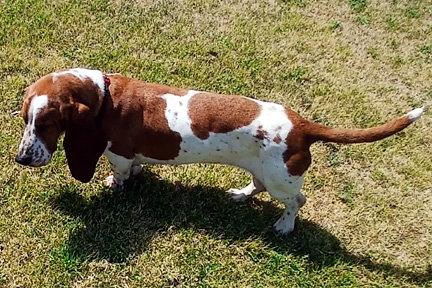 Enlarge PHOEBE, a Adoptable Basset Hound in Mays Landing, NJ image 1/3