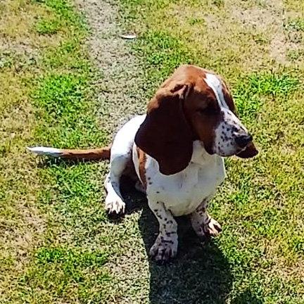 Enlarge PHOEBE, a Adoptable Basset Hound in Mays Landing, NJ image 2/3