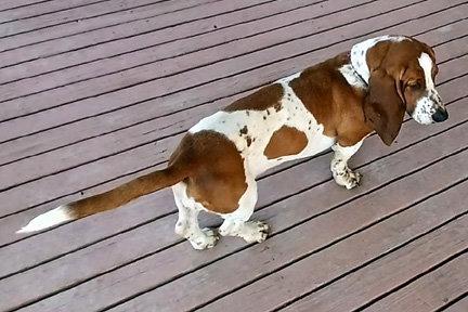 Enlarge PHOEBE, a Adoptable Basset Hound in Mays Landing, NJ image 3/3