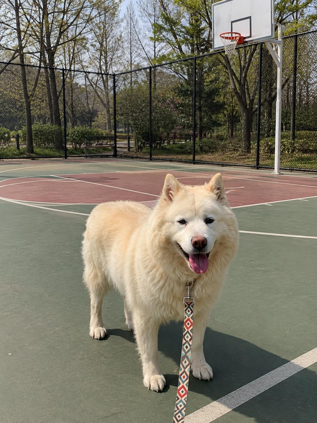 Enlarge BUTTER, a ADOPTABLE mixed breed in Duluth, GA image 2/6