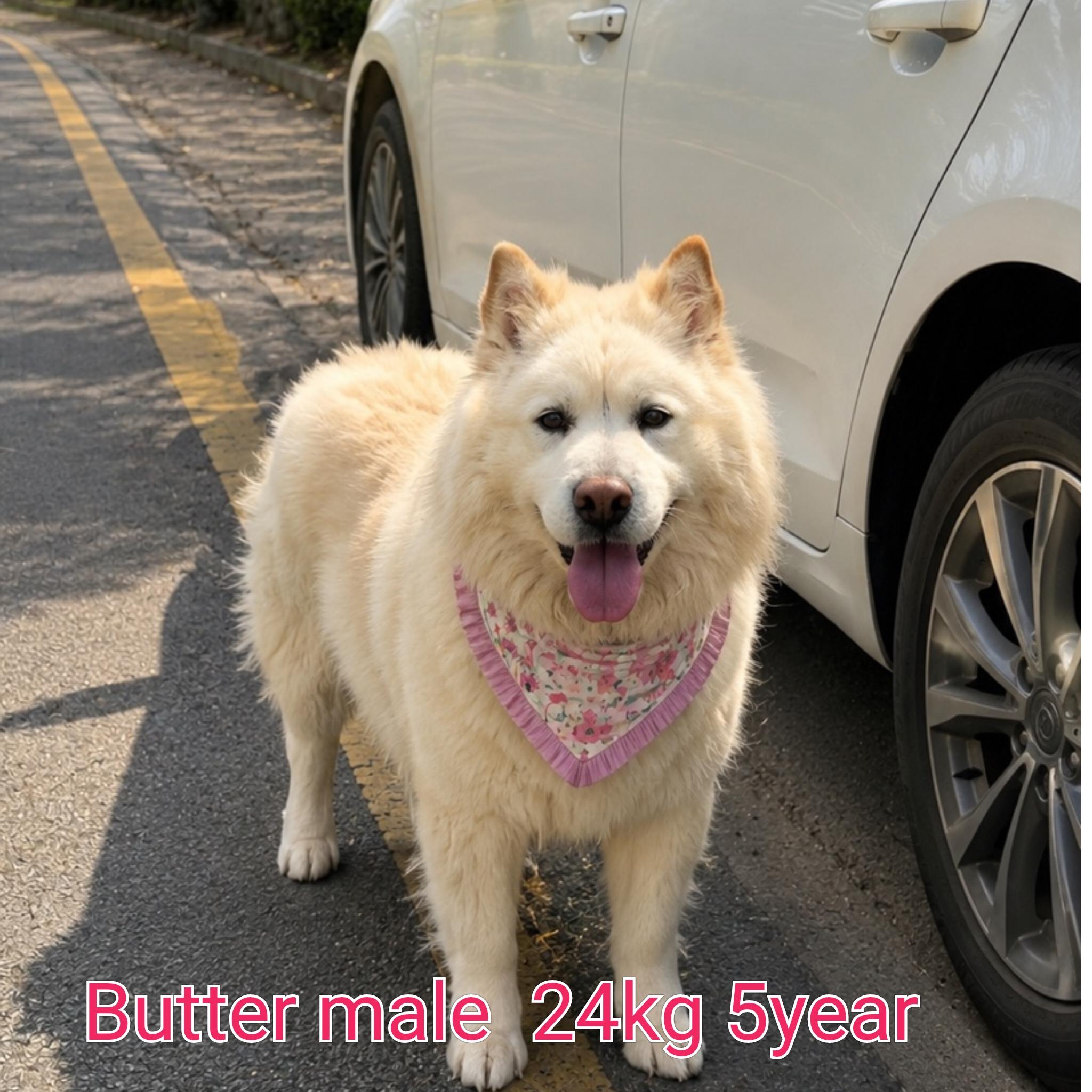 BUTTER, ADOPTABLE, Adult Male Samoyed.