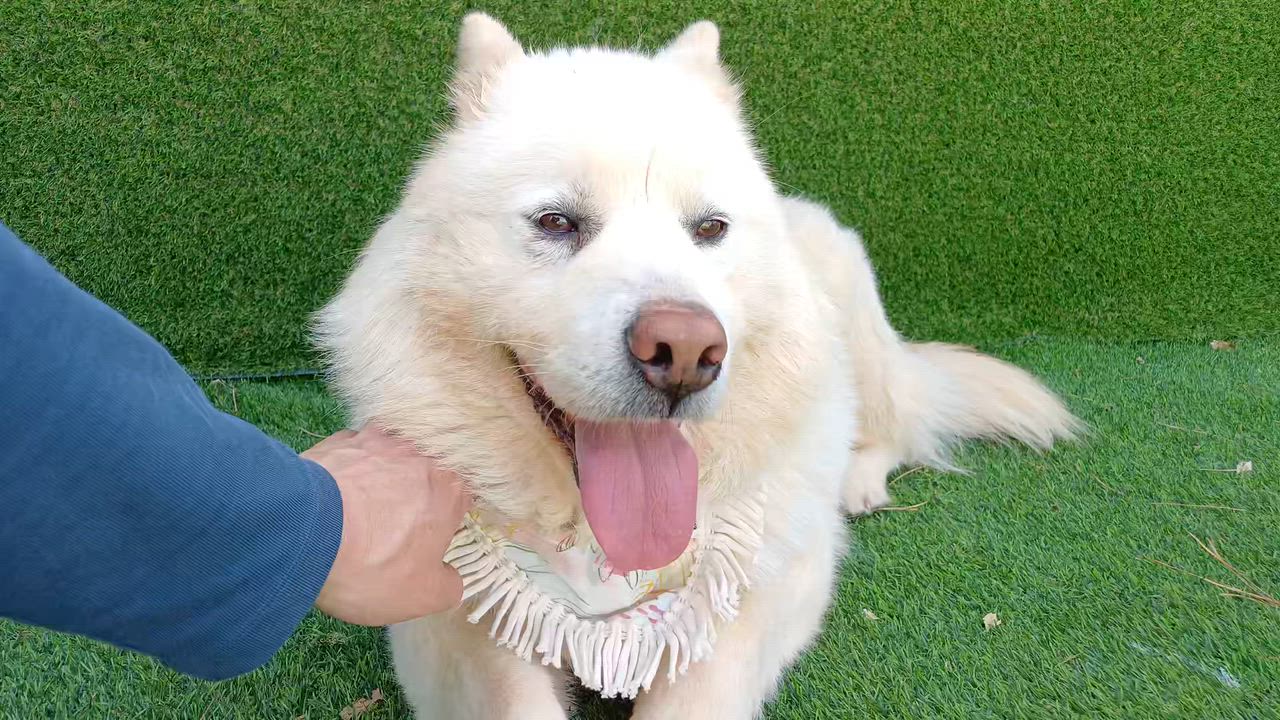 Enlarge BUTTER, a ADOPTABLE mixed breed in Duluth, GA video 4/6
