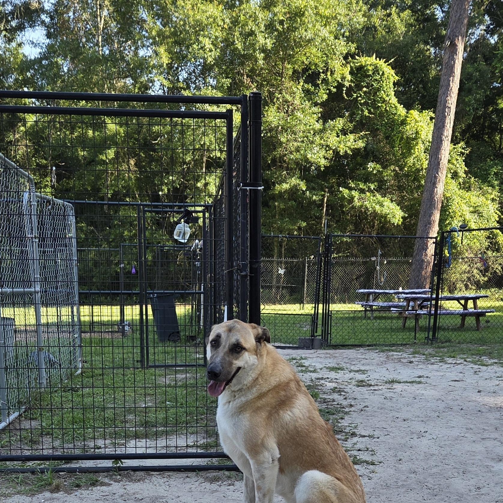 BoBear, a ADOPTABLE Anatolian Shepherd in PENSACOLA, FL image 1/3