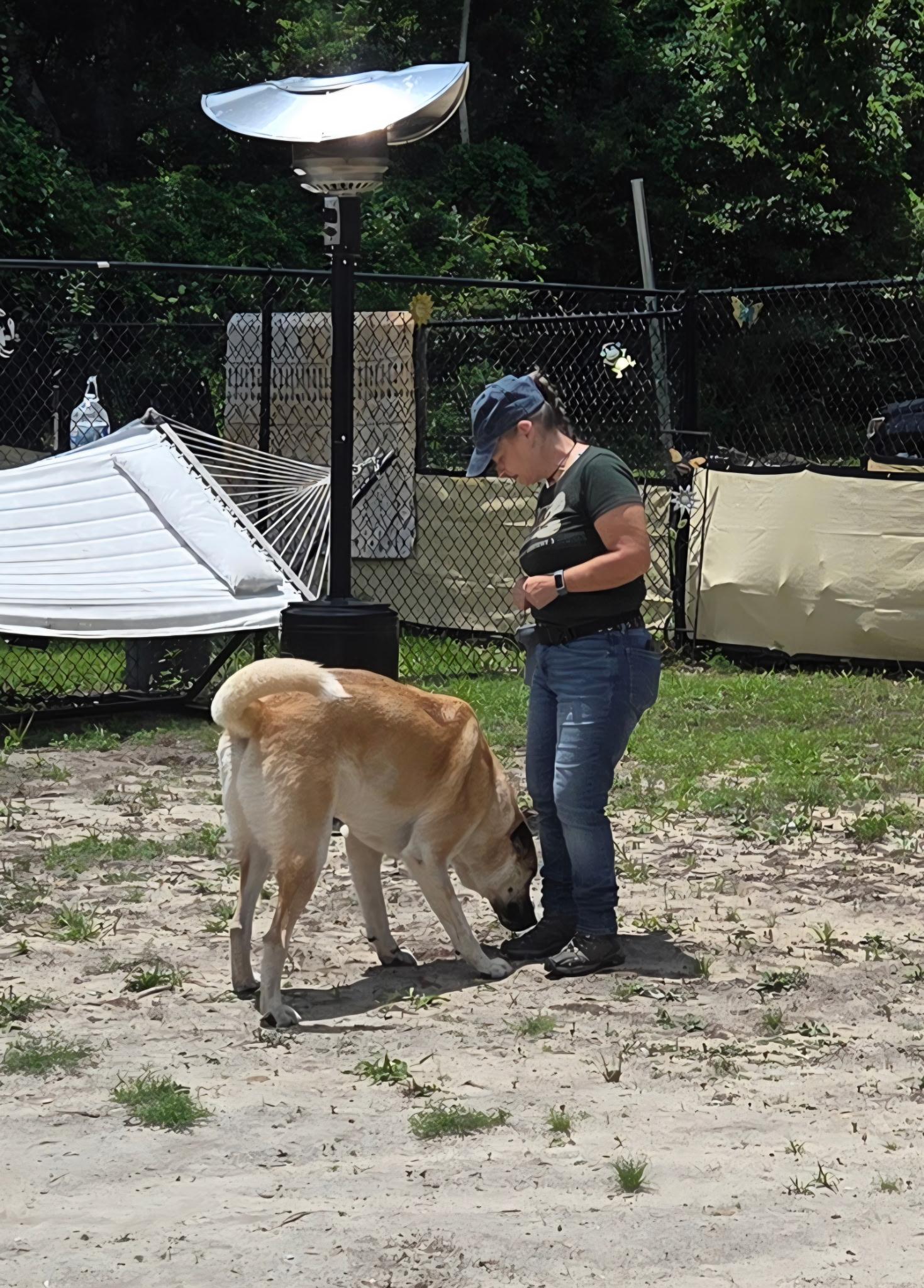 BoBear, a ADOPTABLE Anatolian Shepherd in PENSACOLA, FL image 2/3