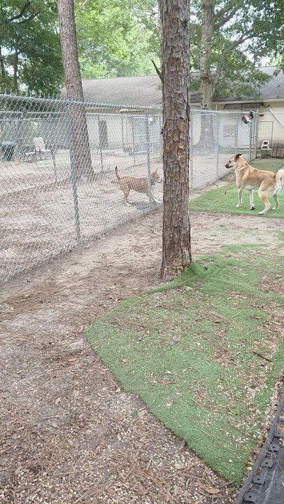 Enlarge BoBear, a ADOPTABLE Anatolian Shepherd in PENSACOLA, FL video 3/3