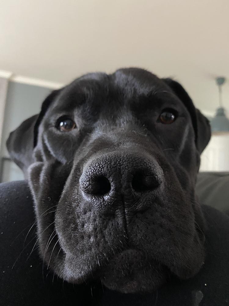 Diesel, Adoptable, Young Male Labrador Retriever & Rottweiler.