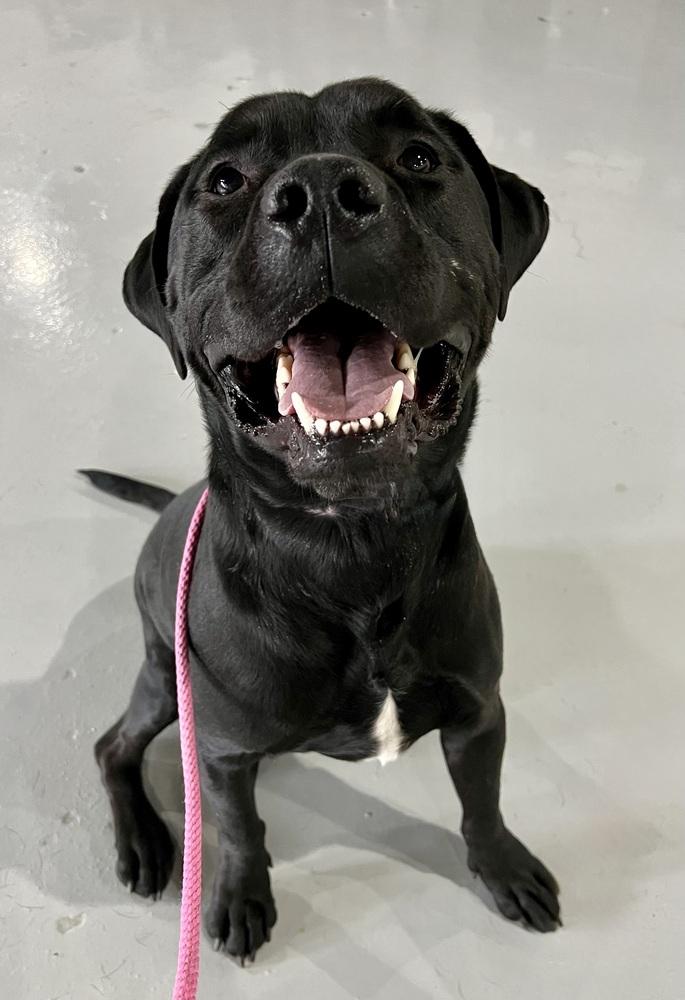 Enlarge Diesel, a Adoptable mixed breed in Littleton, CO image 2/6