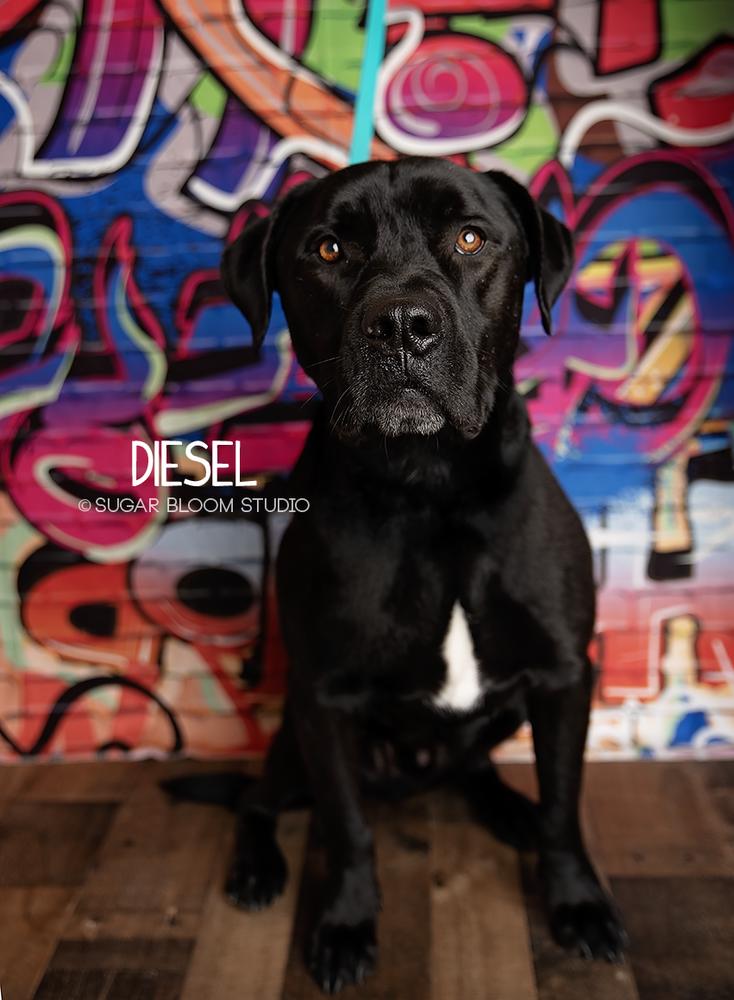 Enlarge Diesel, a Adoptable mixed breed in Littleton, CO image 4/6