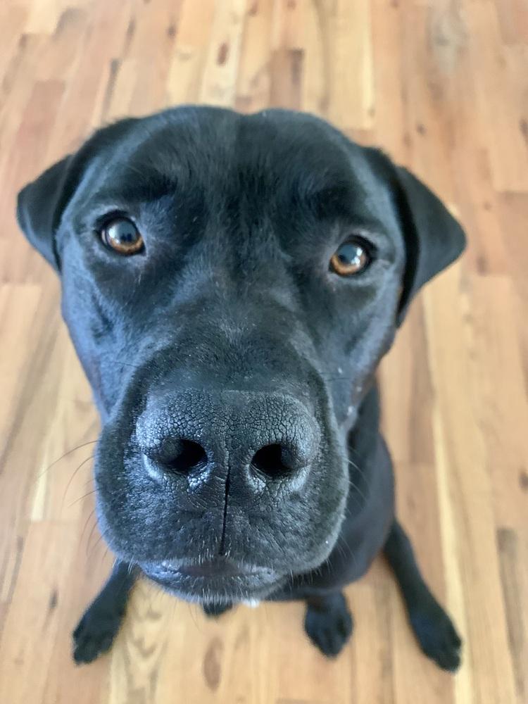 Enlarge Diesel, a Adoptable mixed breed in Littleton, CO image 5/6