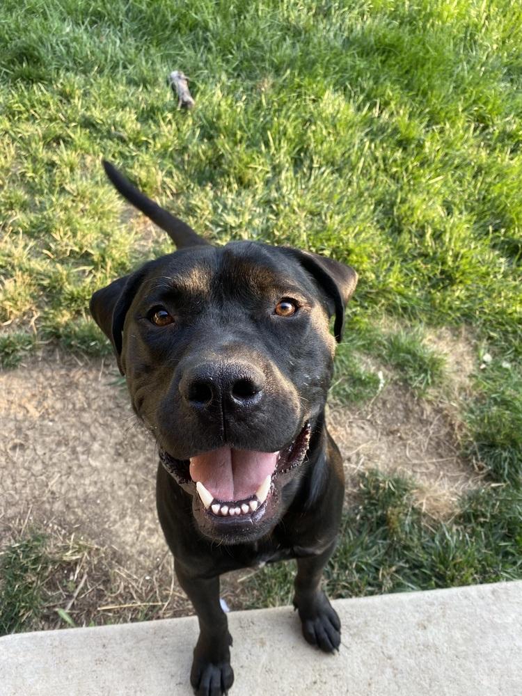 Enlarge Diesel, a Adoptable mixed breed in Littleton, CO image 6/6