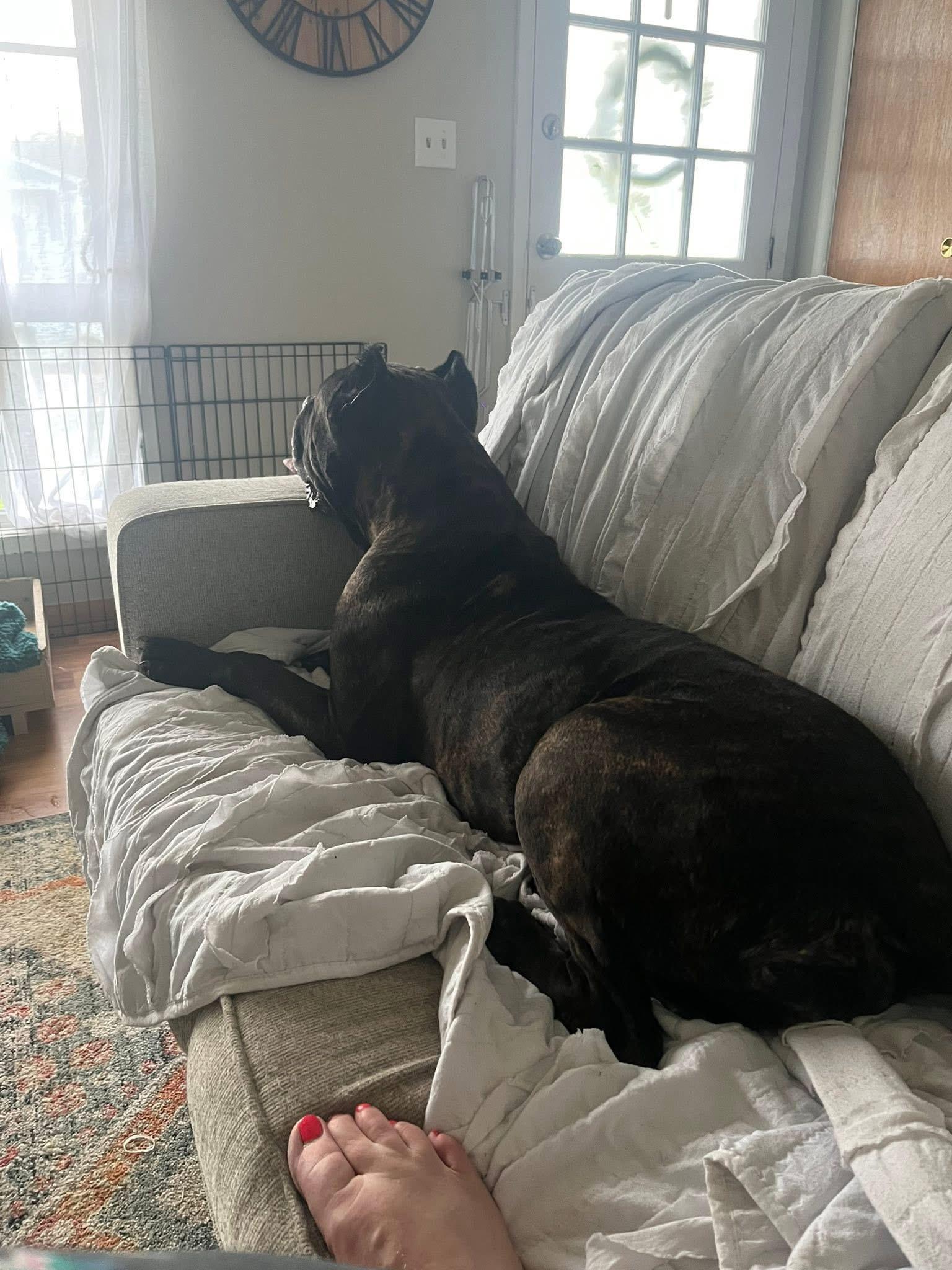 Xena, Adoptable, Adult Female Cane Corso.