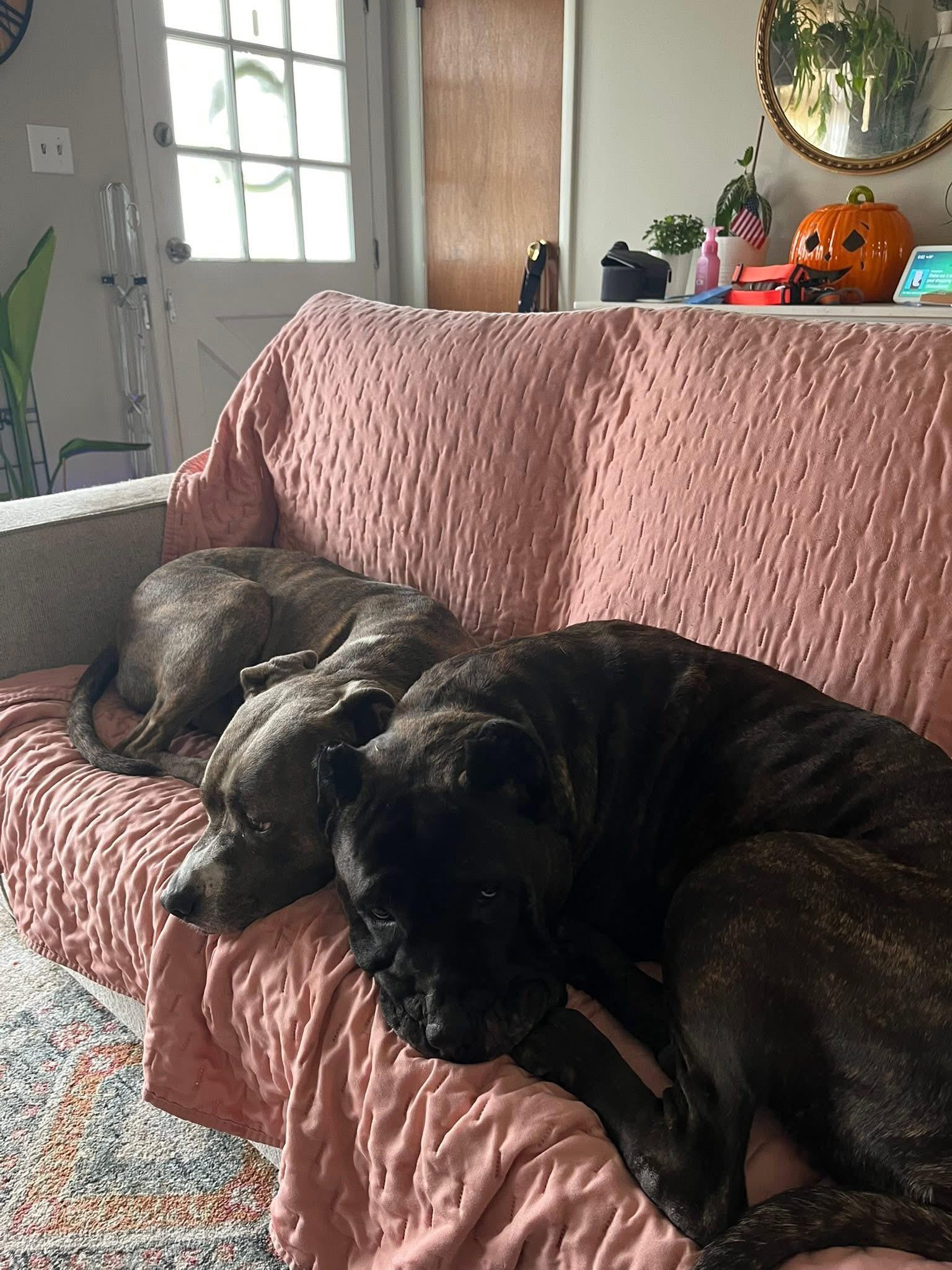 Xena, a Adoptable mixed breed in Algonquin, IL image 3/3