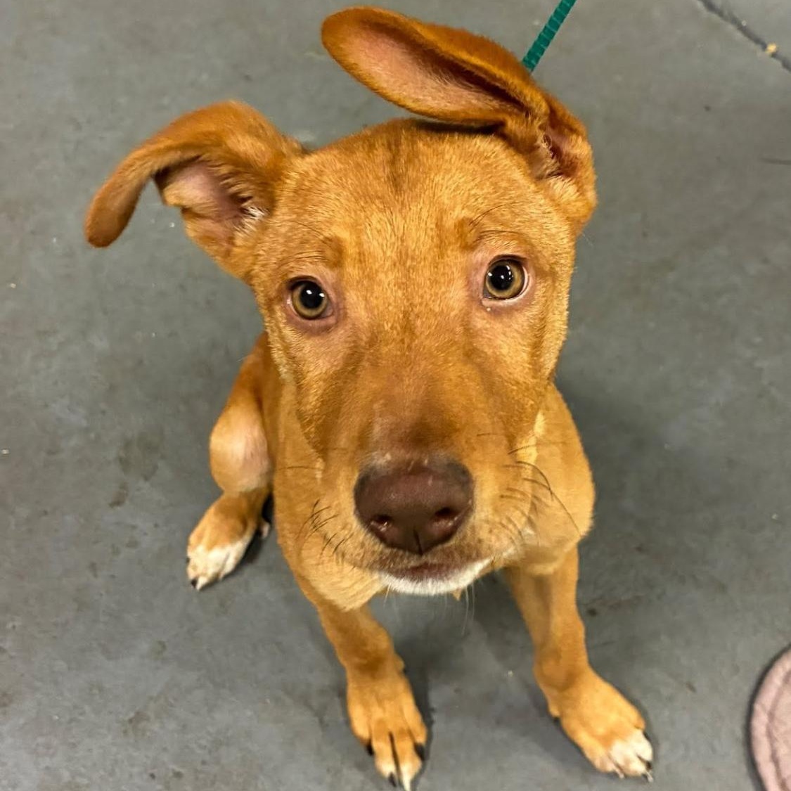 Chucky, Adoptable, Puppy Male Shepherd.