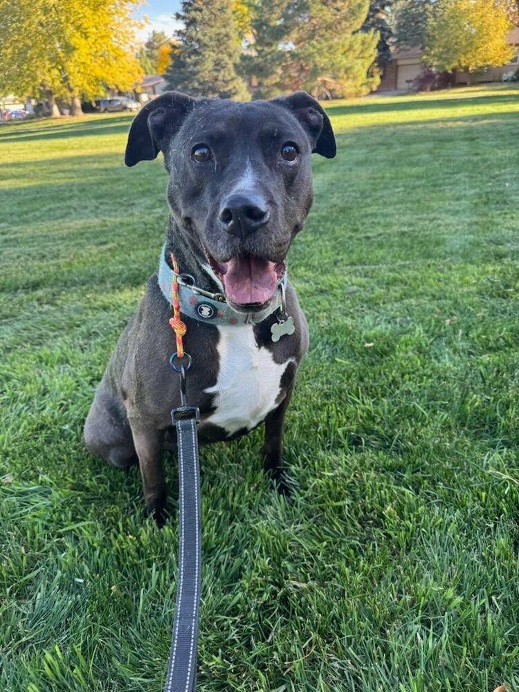 Aspen, Adopted, Adult Female Boxer & Labrador Retriever.