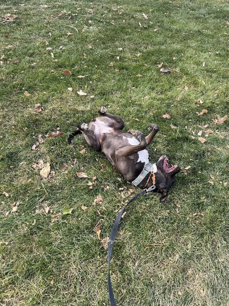 Enlarge Aspen, a Adopted mixed breed in Littleton, CO image 2/6