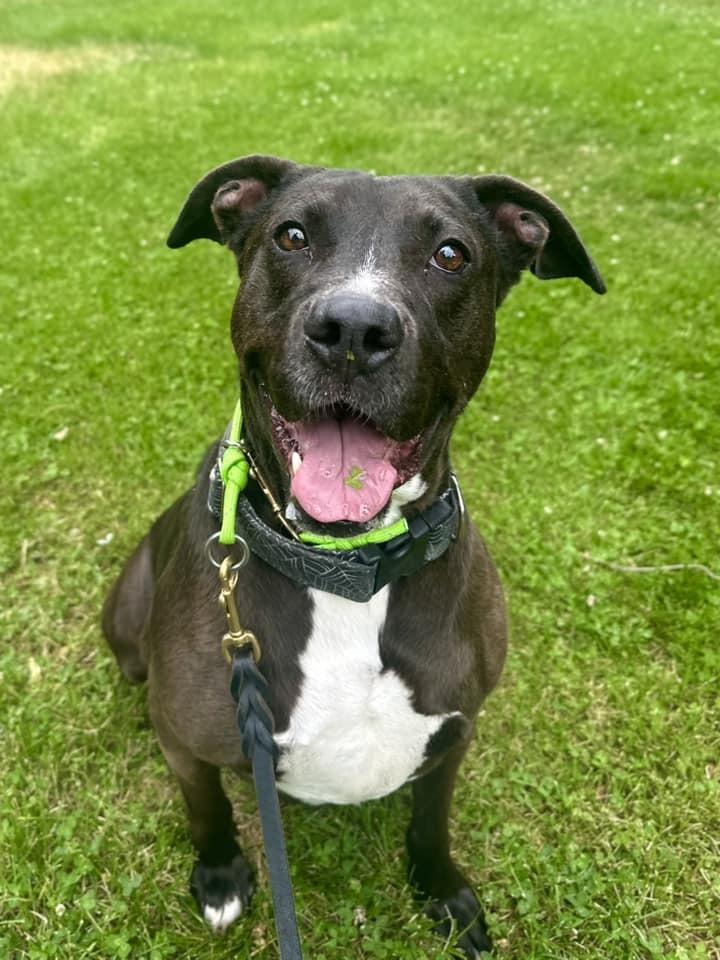 Enlarge Aspen, a Adopted mixed breed in Littleton, CO image 3/6
