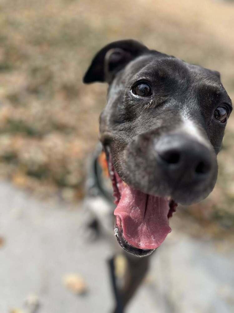 Enlarge Aspen, a Adopted mixed breed in Littleton, CO image 4/6