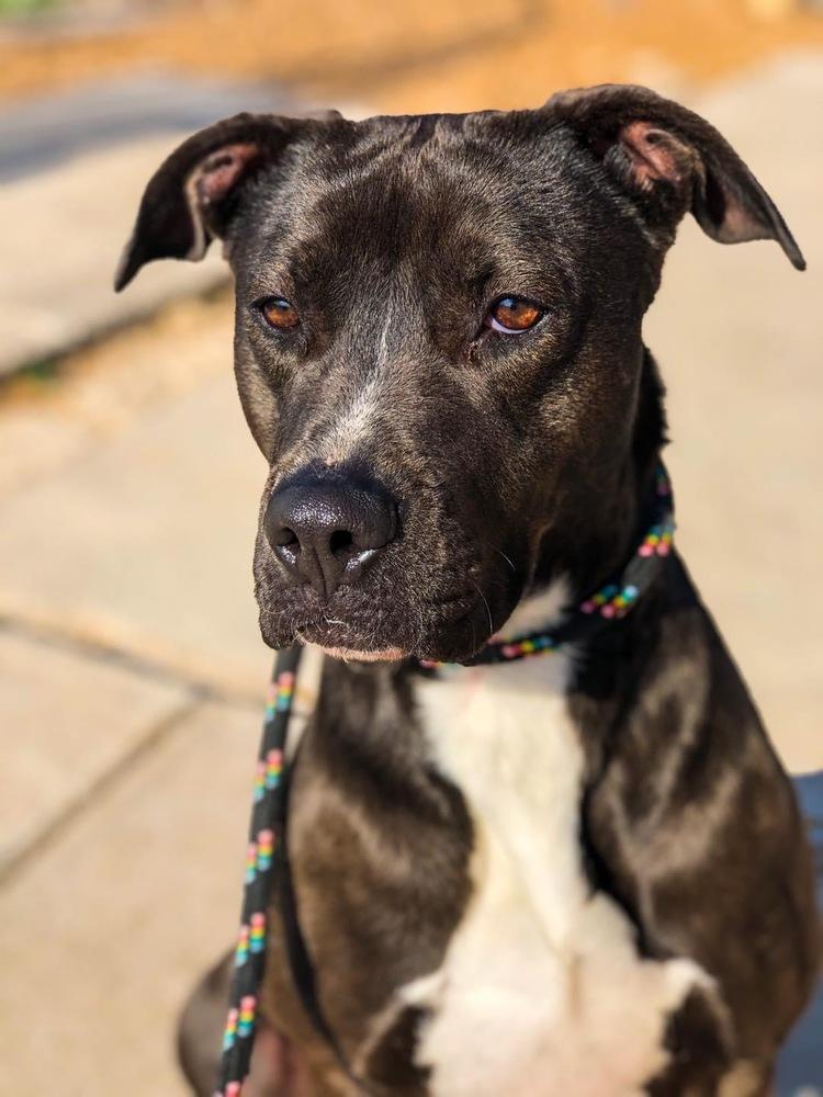 Enlarge Aspen, a Adopted mixed breed in Littleton, CO image 5/6