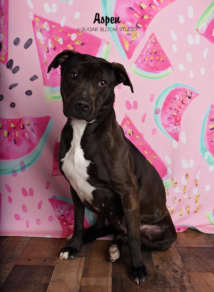 Enlarge Aspen, a Adopted mixed breed in Littleton, CO image 6/6