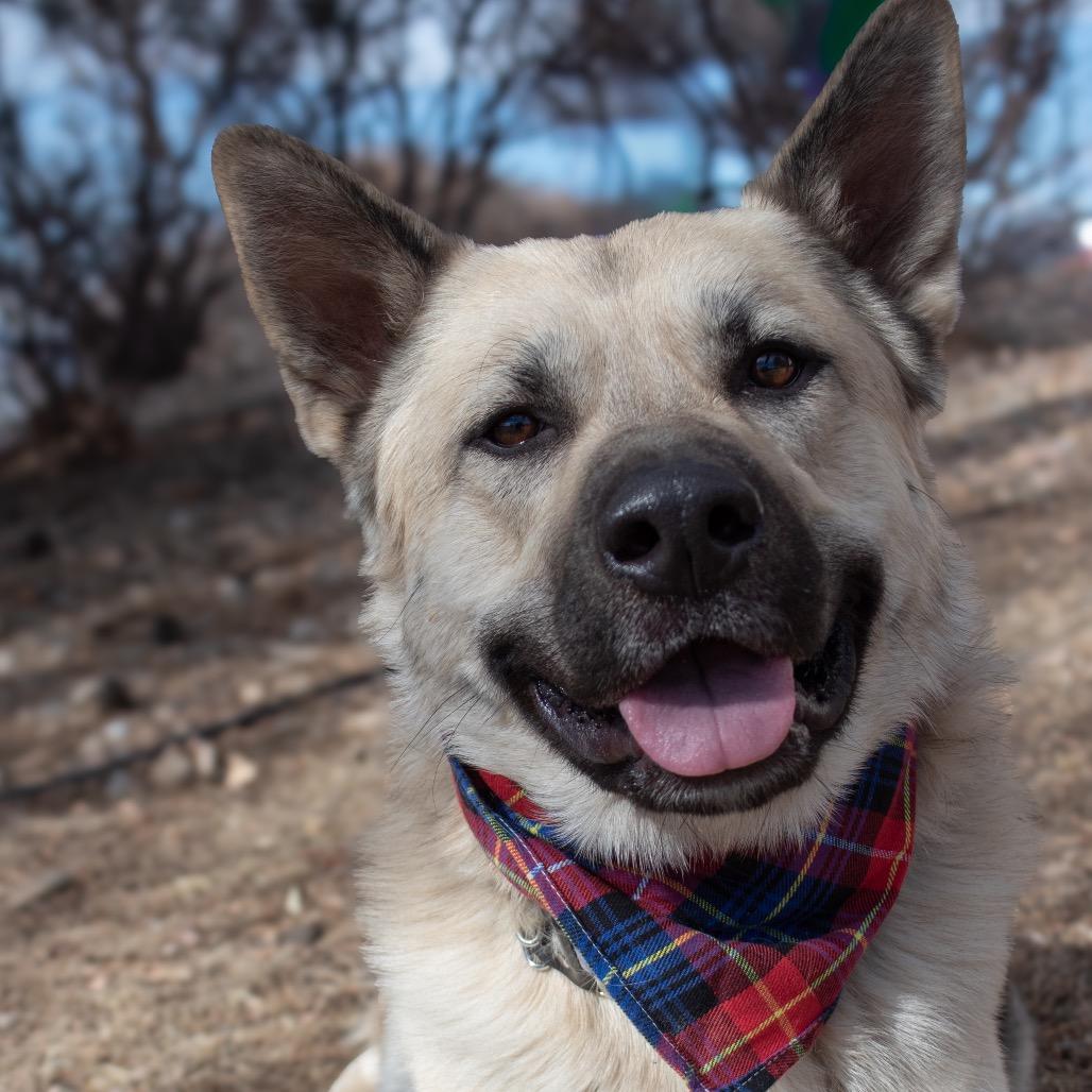 Kodda, Adoptable, Adult Male German Shepherd Dog.