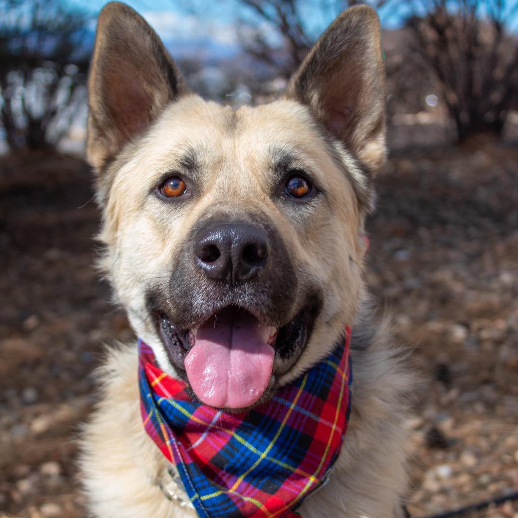 Enlarge Kodda, a Adoptable German Shepherd Dog in Lakewood, CO image 2/3