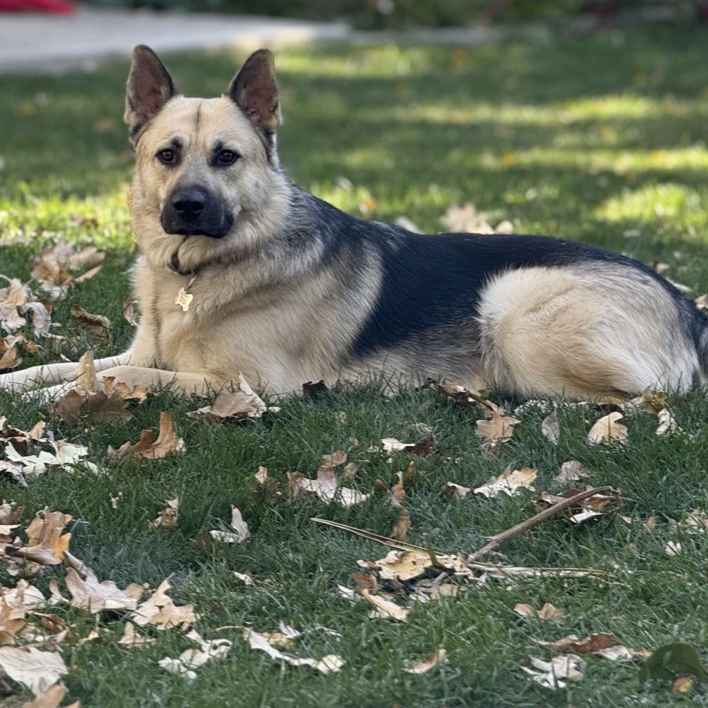 Enlarge Kodda, a Adoptable German Shepherd Dog in Lakewood, CO image 3/3