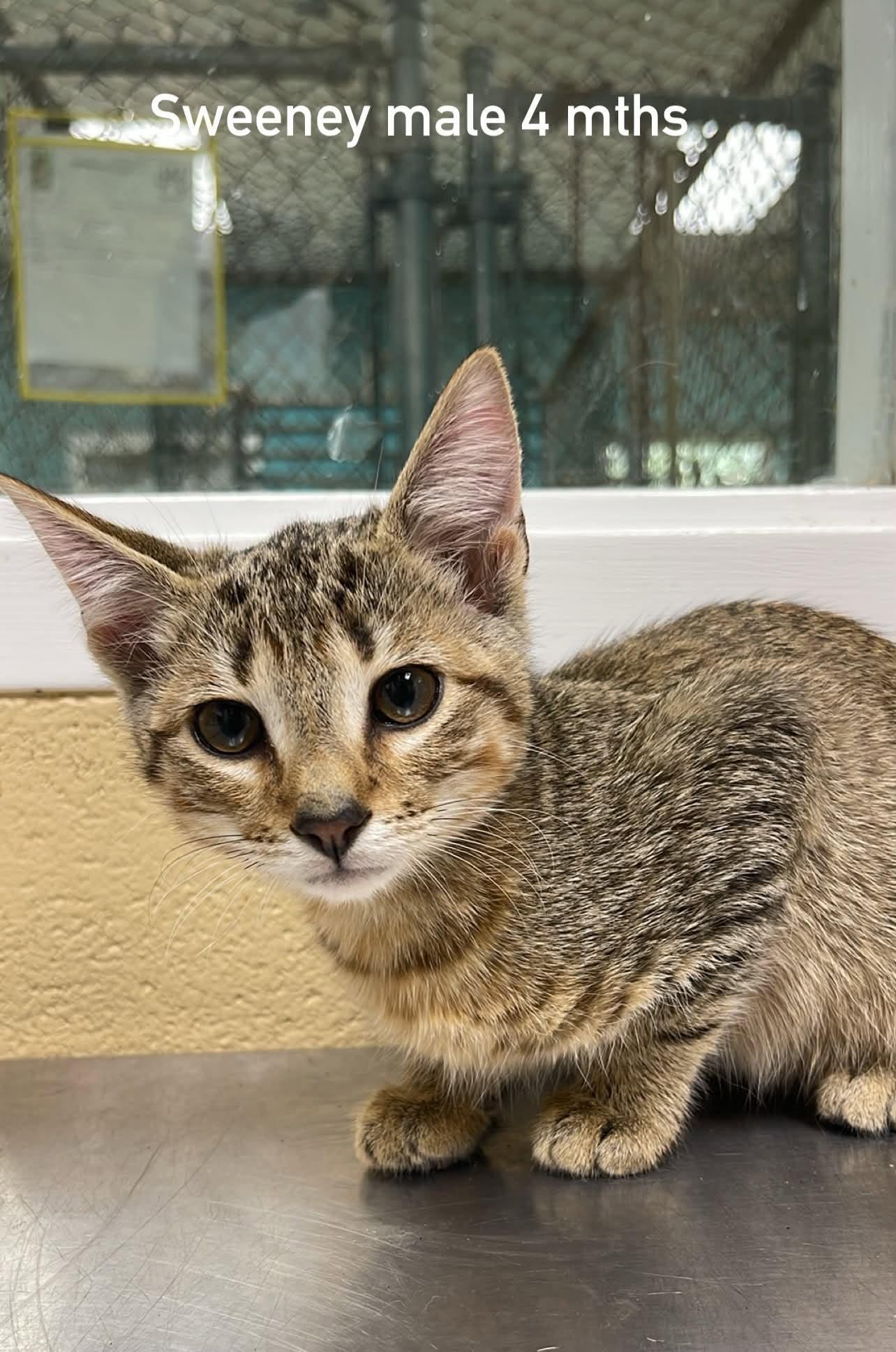 Sweeney, adopted, Kitten Male Domestic Short Hair.