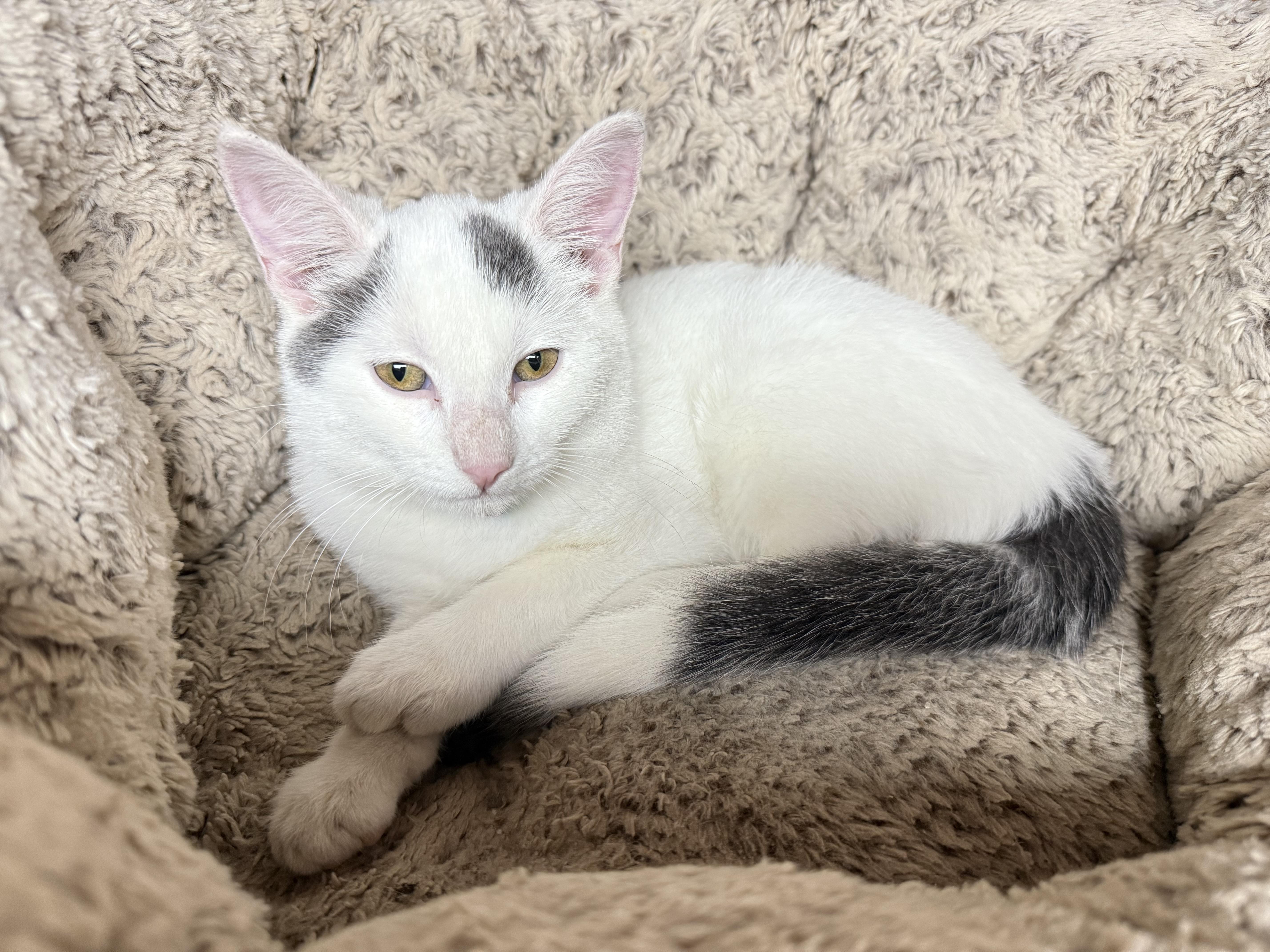 Enlarge Lily, a Adoptable Domestic Short Hair in Jackson, MN image 3/4
