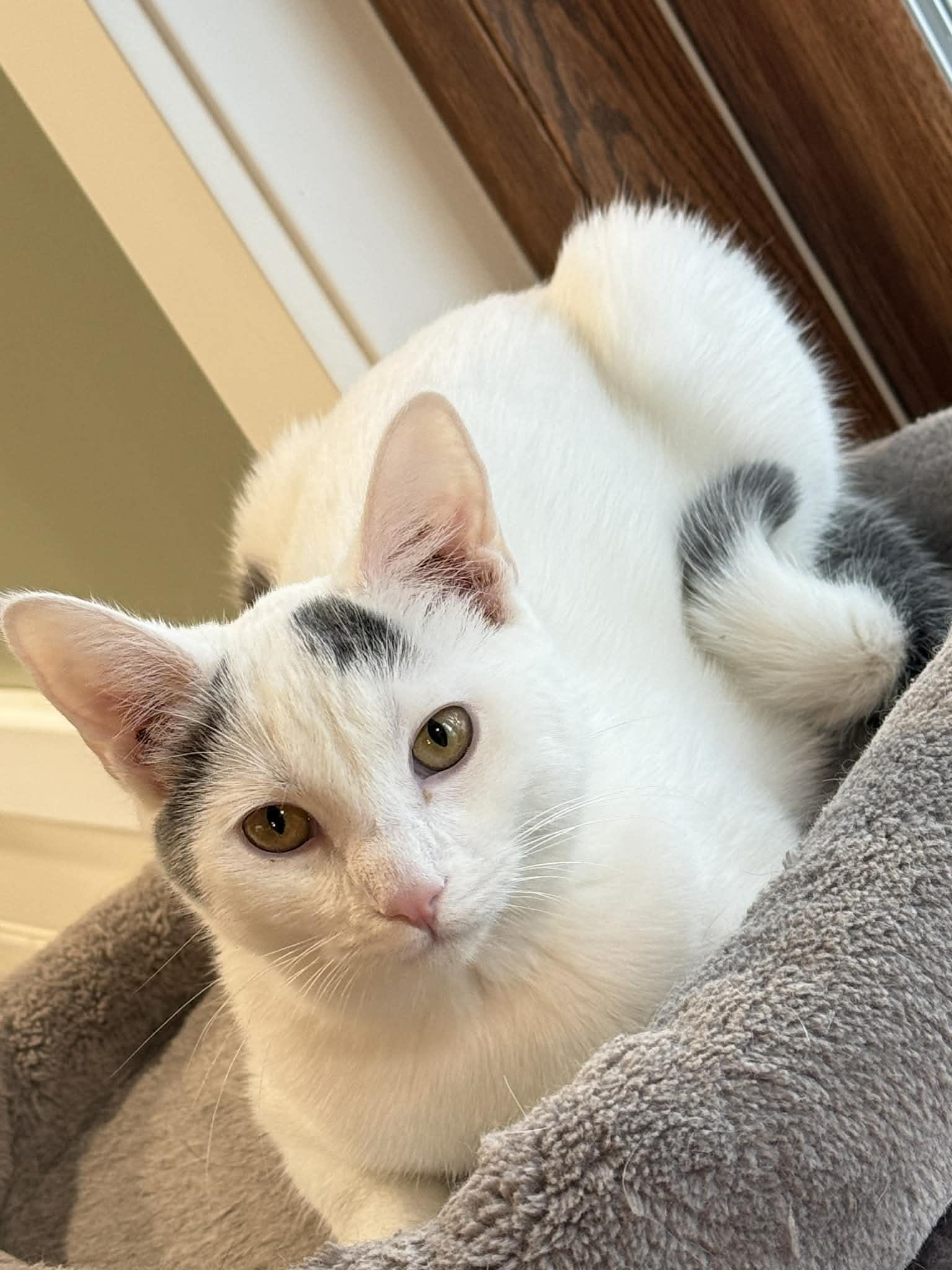 Lily, Adoptable, Young Female Domestic Short Hair.