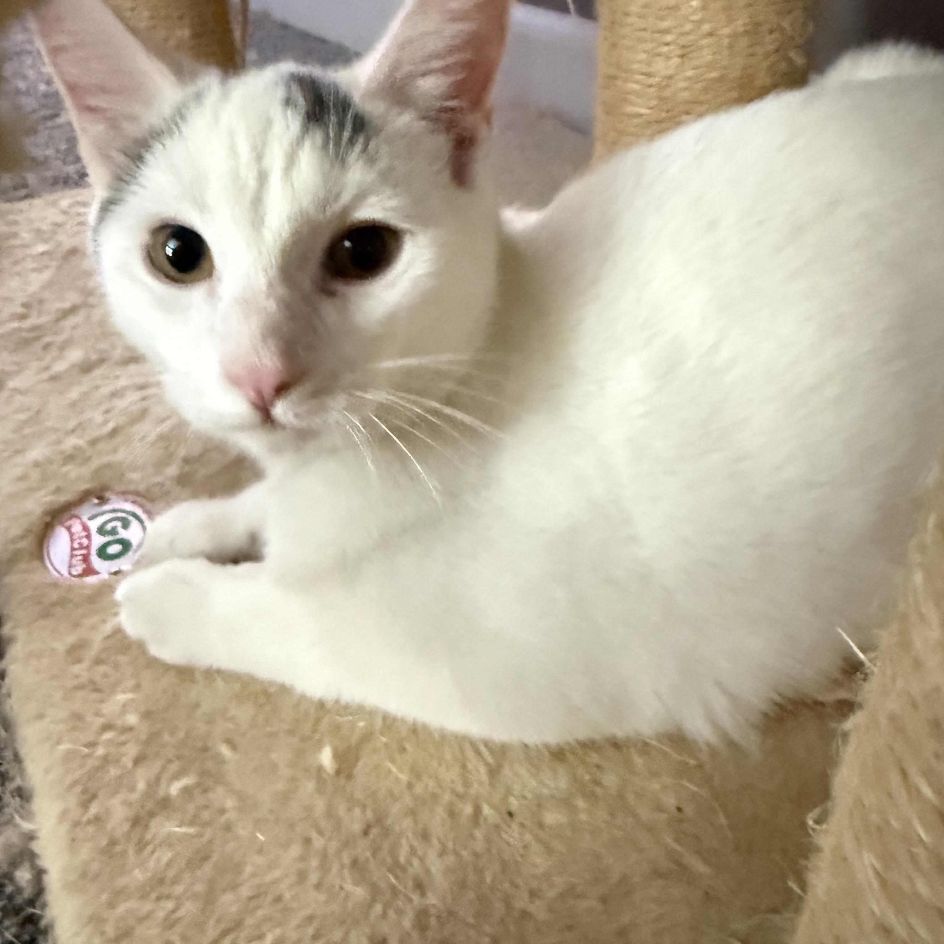 Enlarge Lily, a Adoptable Domestic Short Hair in Jackson, MN image 2/4