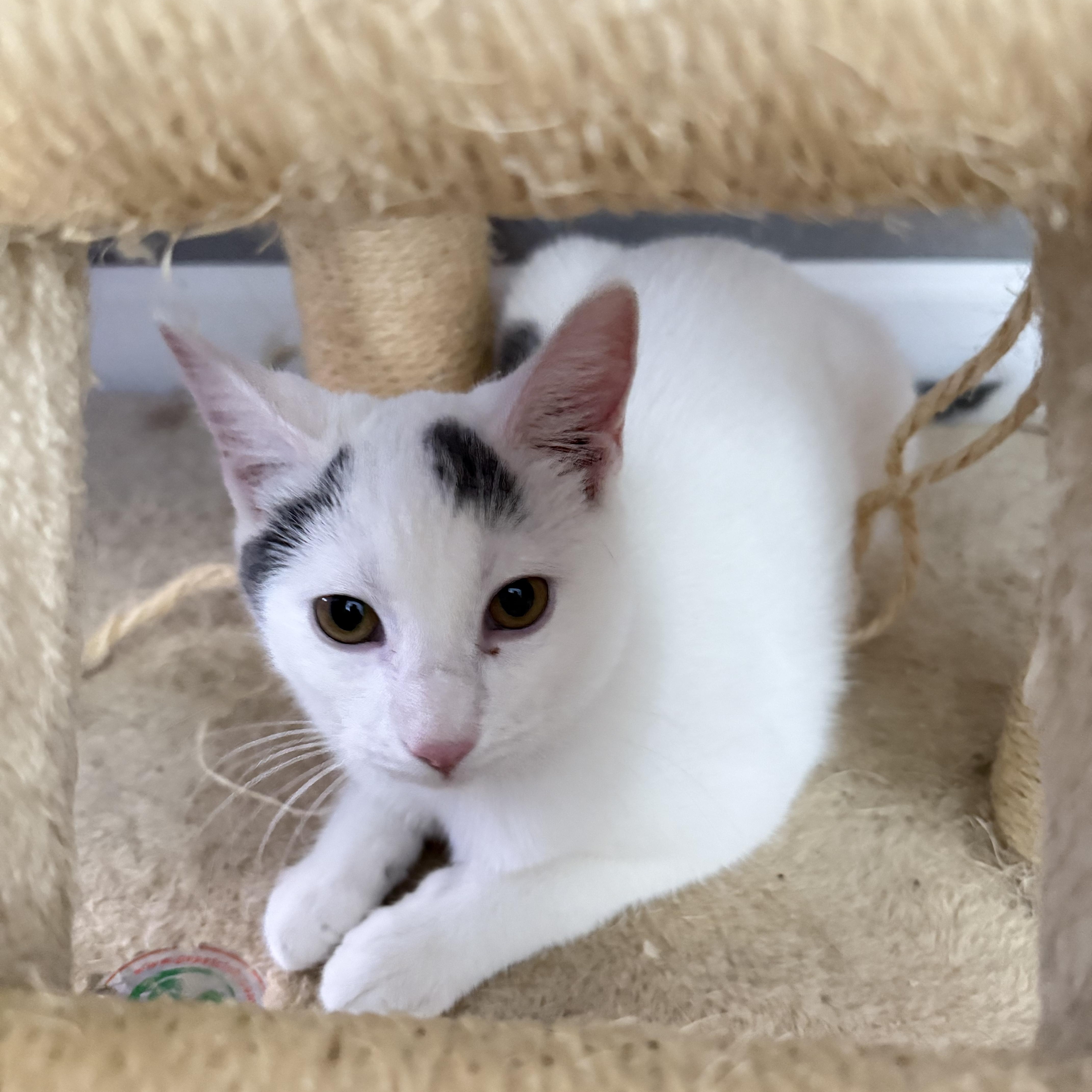 Lily, Adoptable, Kitten Female Domestic Short Hair.