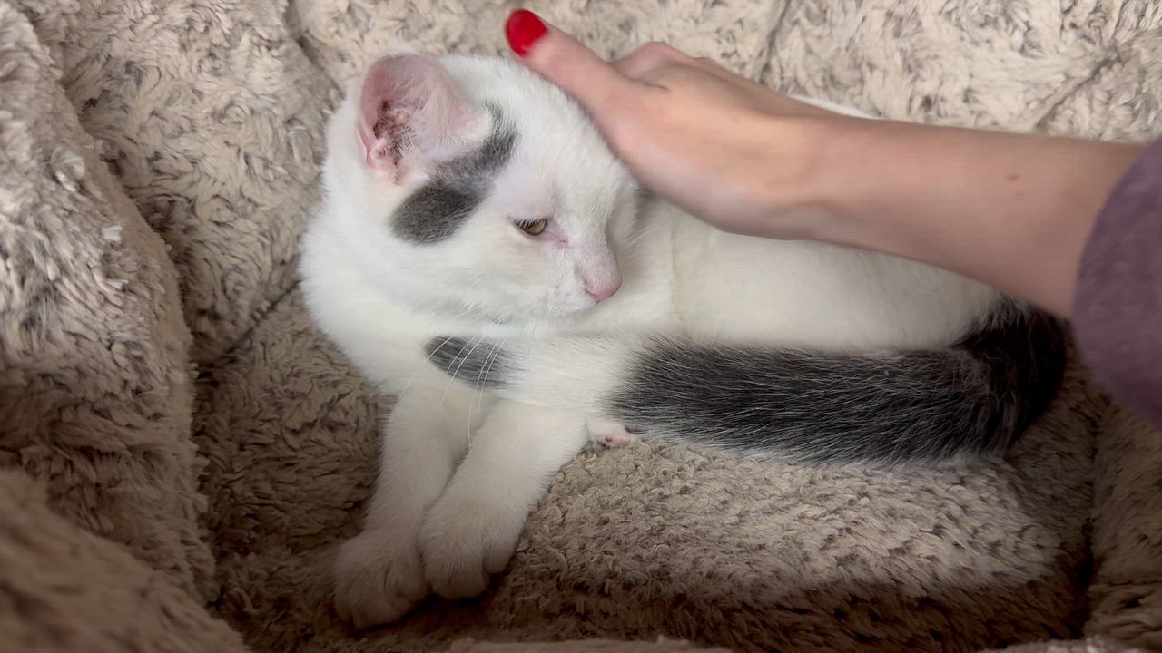 Enlarge Lily, a Adoptable Domestic Short Hair in Jackson, MN video 4/4