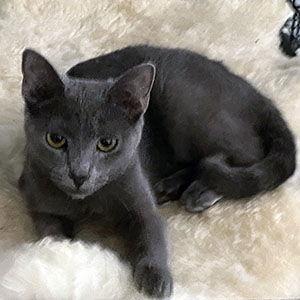 Enlarge Cashmere, a Adoptable Domestic Short Hair in Garner, NC image 1/3