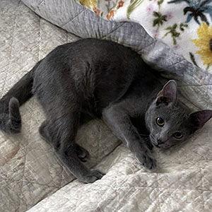 Enlarge Cashmere, a Adoptable Domestic Short Hair in Garner, NC image 2/3