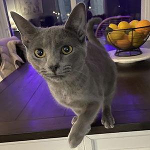 Enlarge Cashmere, a Adoptable Domestic Short Hair in Garner, NC image 3/3