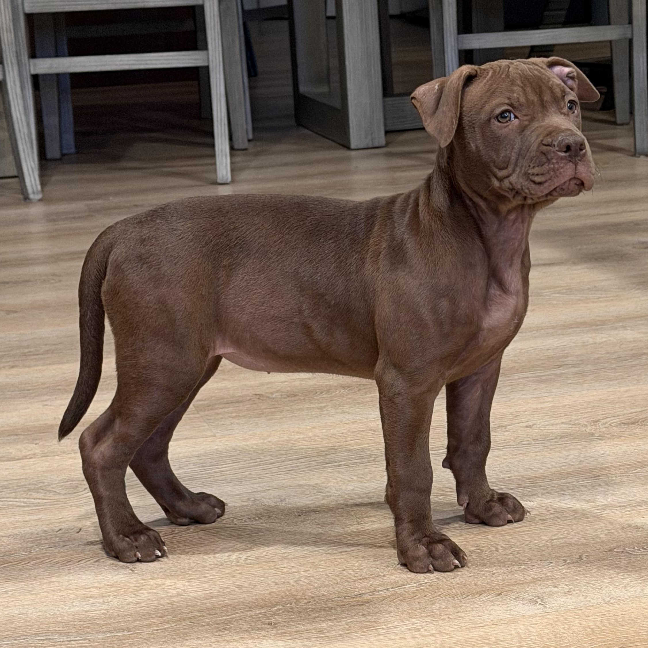 Briar, a Adoptable Pit Bull Terrier in Westchester, IL image 5/5