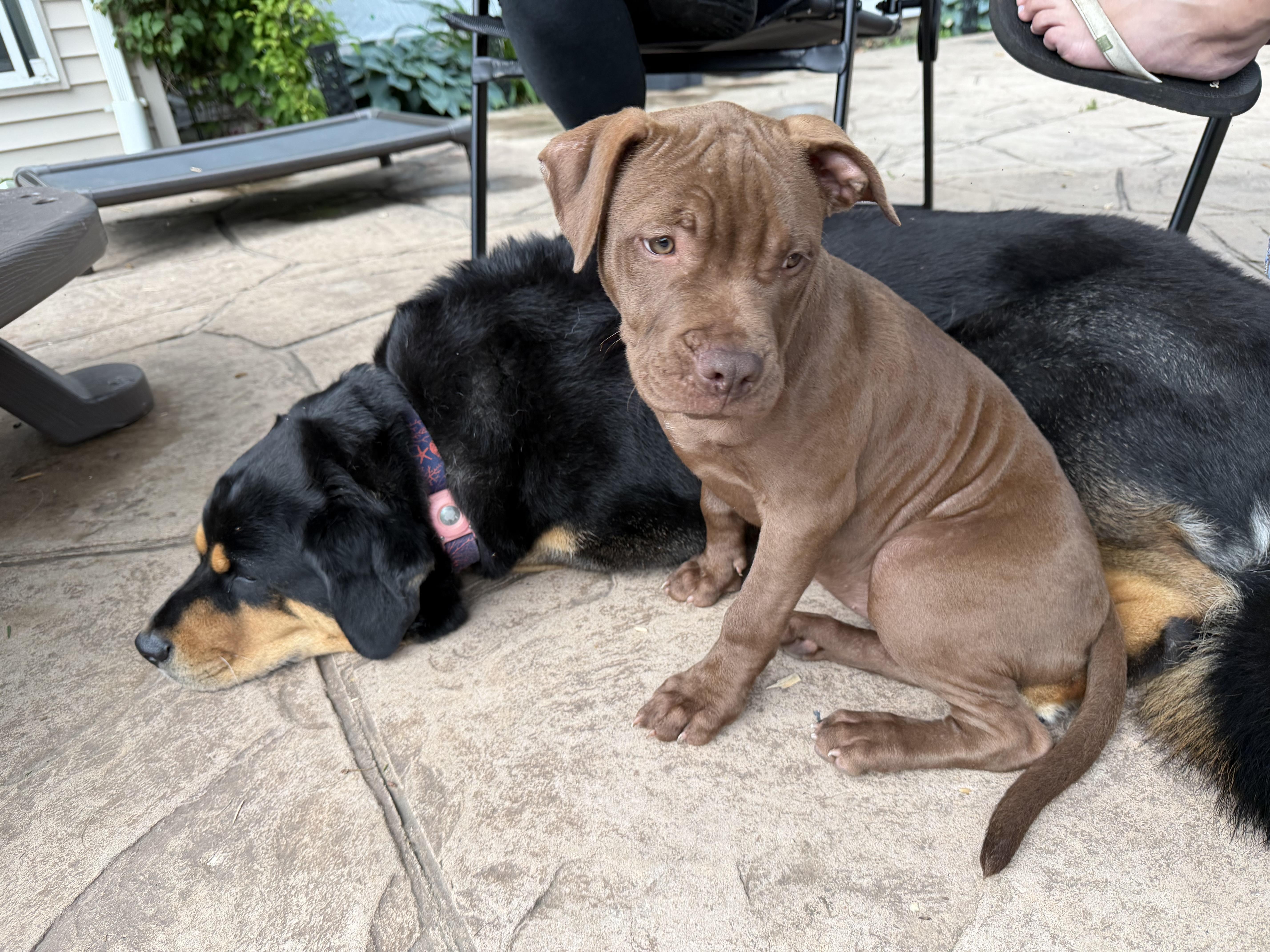 Briar, a Adoptable Pit Bull Terrier in Westchester, IL image 4/5
