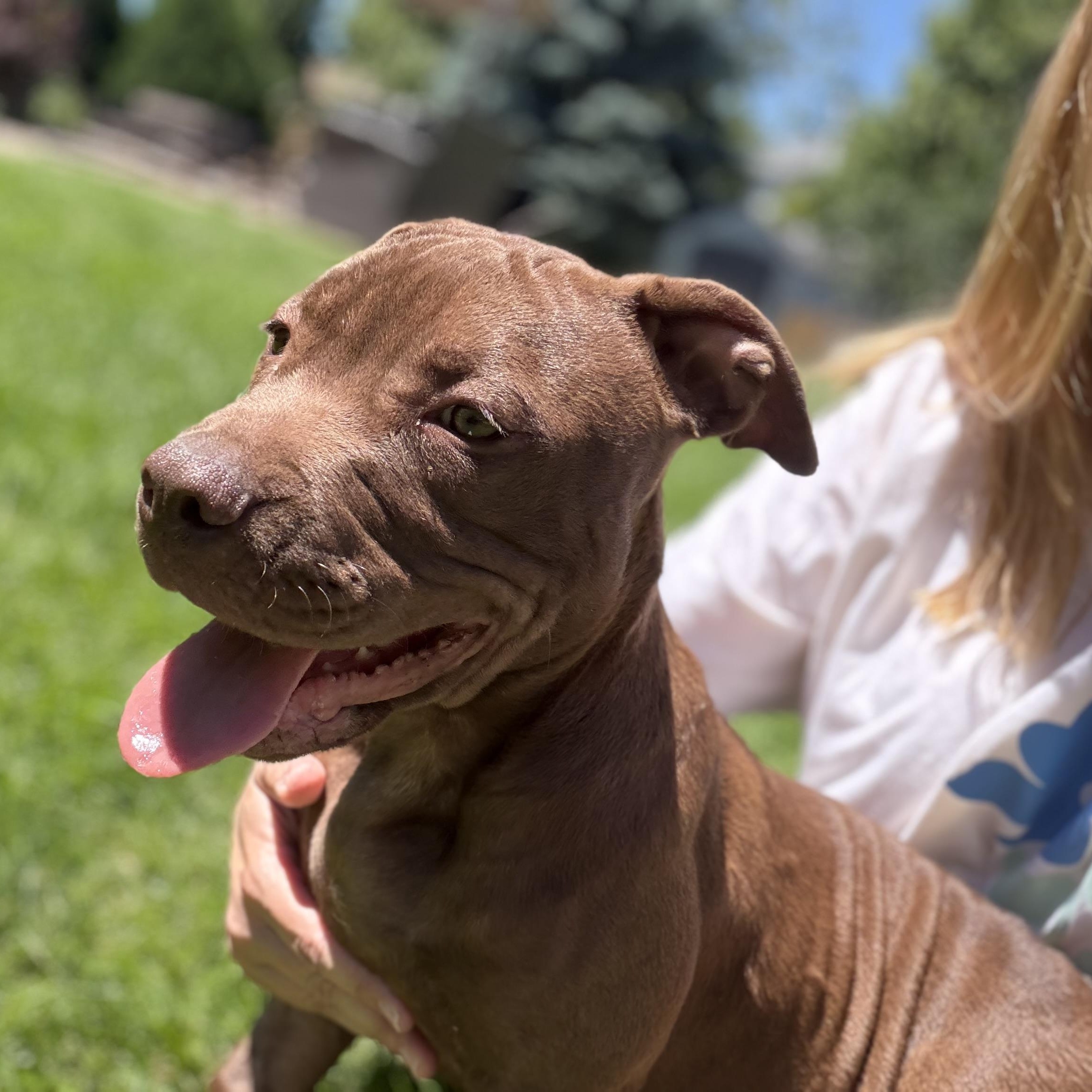 Briar, a Adoptable Pit Bull Terrier in Westchester, IL image 2/5